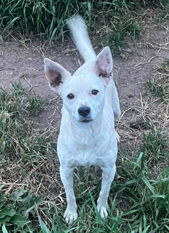 Enlarge Sprinkles, a ADOPTABLE mixed breed in Colville , WA image 2/2