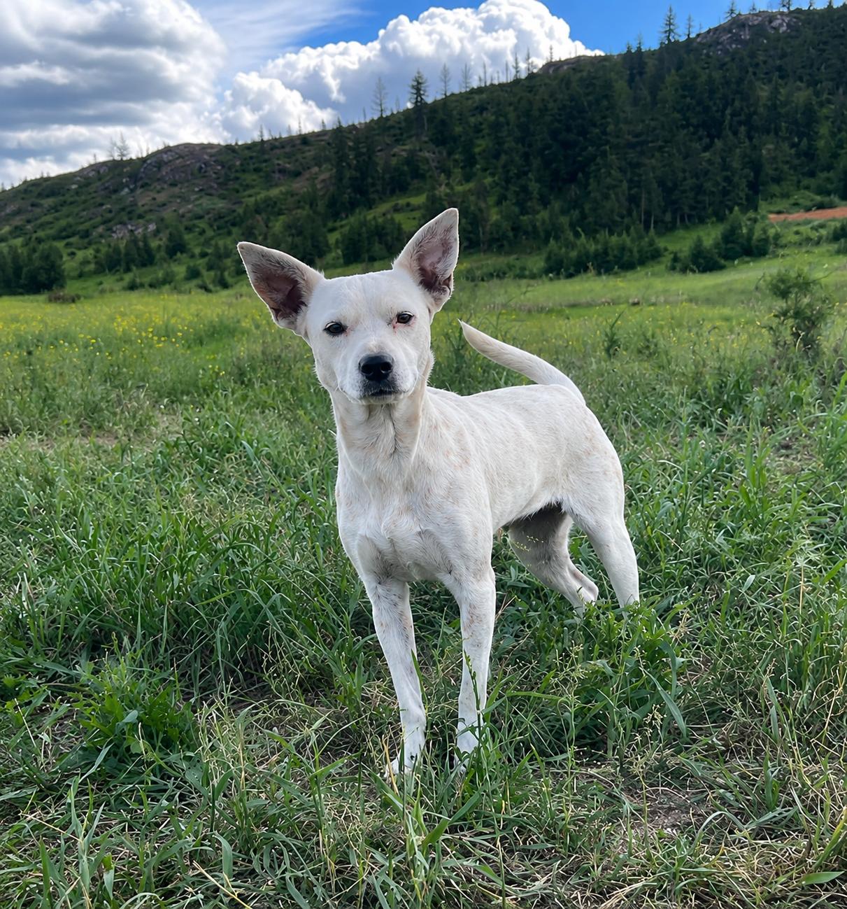 Enlarge Sprinkles, a ADOPTABLE mixed breed in Colville , WA image 1/2