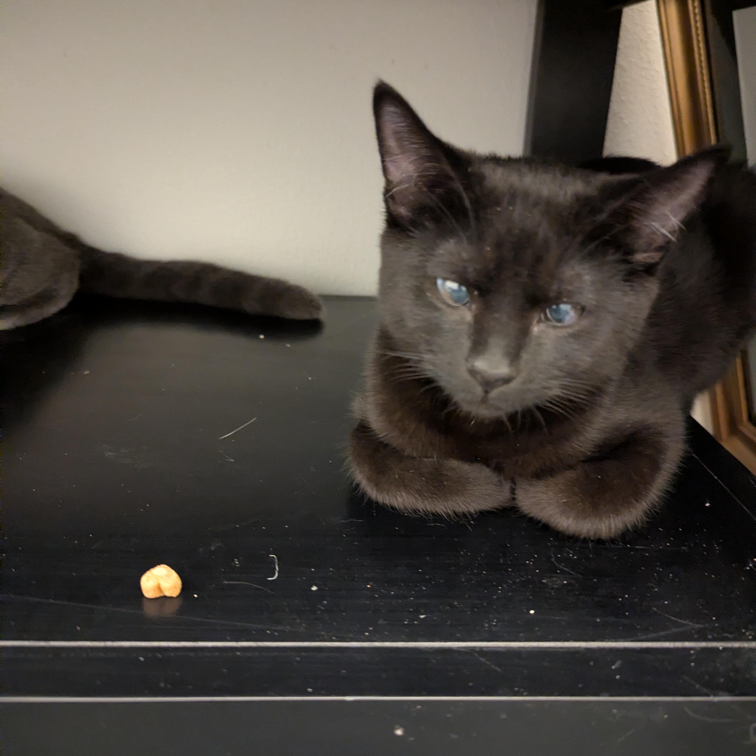 Enlarge Dr. Orchid, a ADOPTABLE mixed breed in West Richland, WA image 1/4