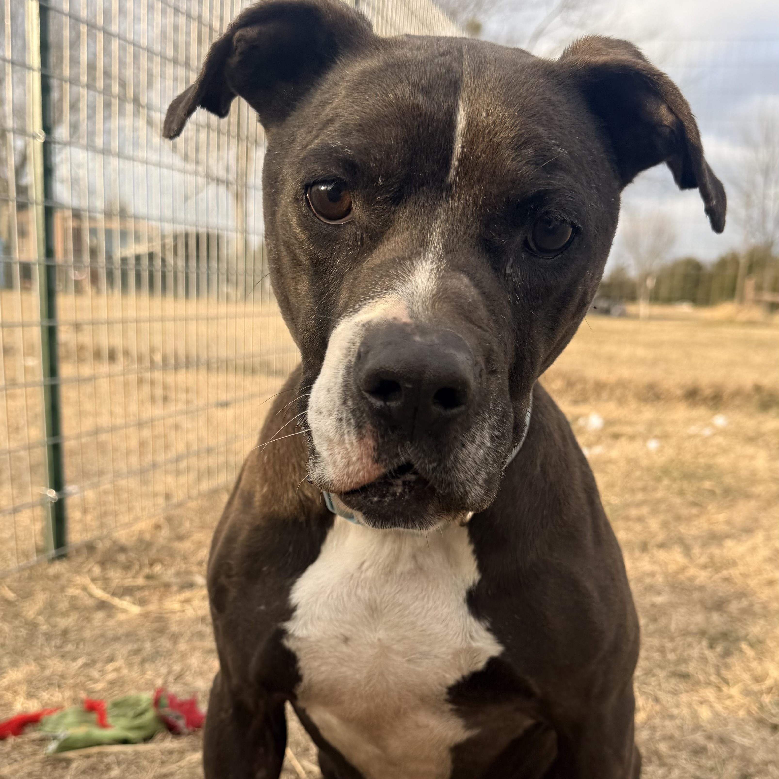 Capone — thumbnail 3