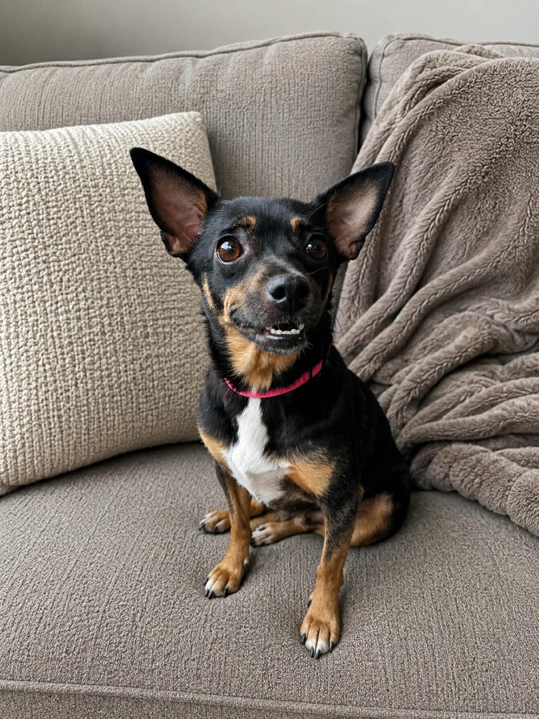 Miss Bitty, adopted, Young Female Miniature Pinscher & Chihuahua.