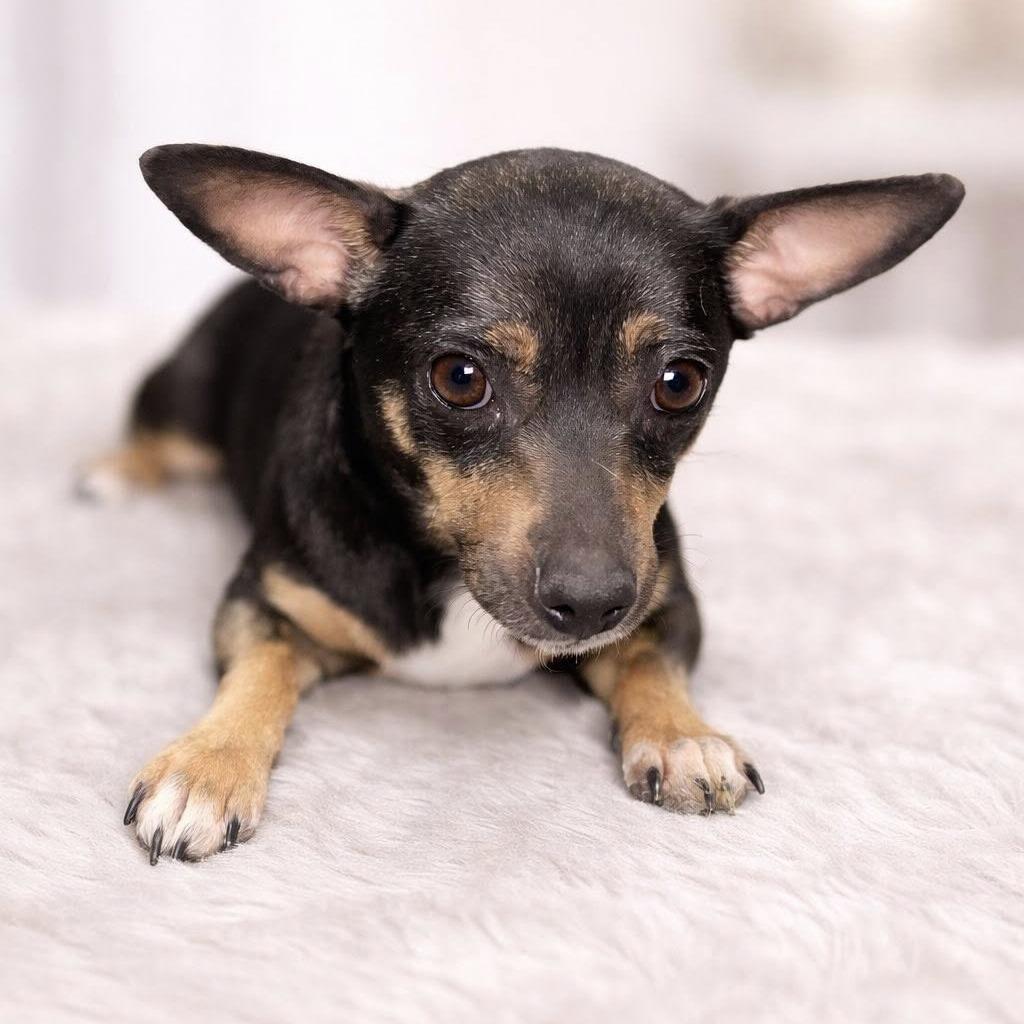 Miss Bitty, an adopted mixed breed in Milton, FL image 2/6
