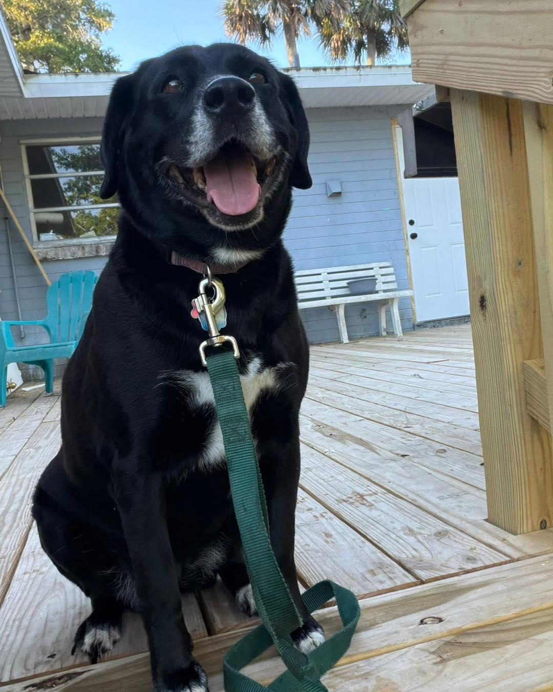 Enlarge Freja, a ADOPTABLE mixed breed in New Smyrna Beach, FL image 3/3