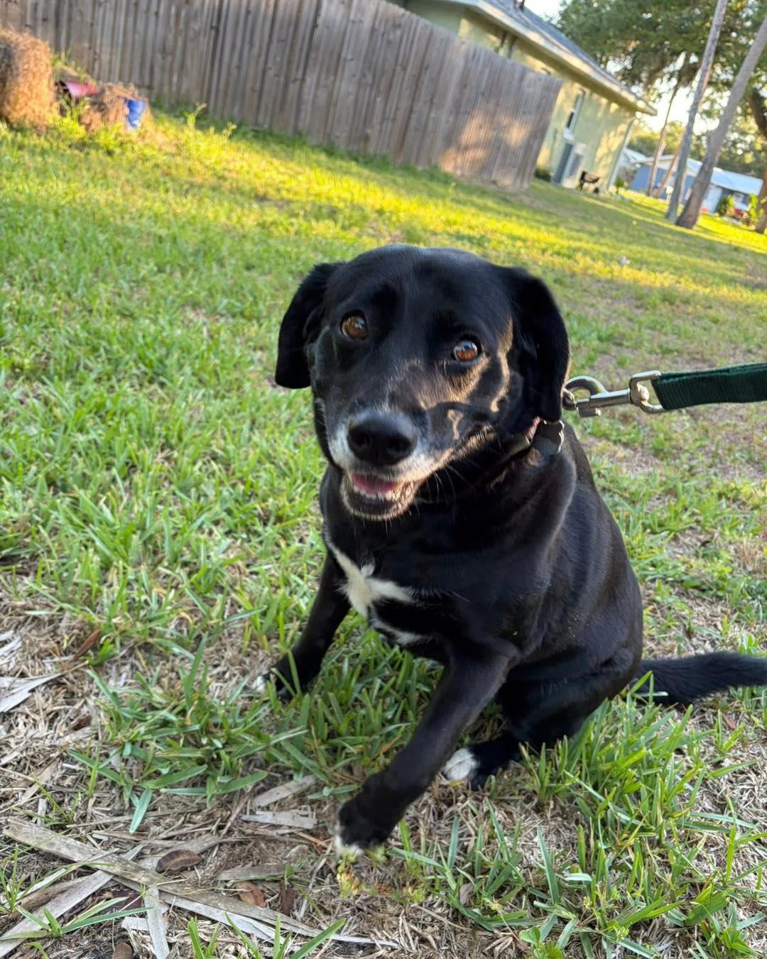 Enlarge Freja, a ADOPTABLE mixed breed in New Smyrna Beach, FL image 2/3