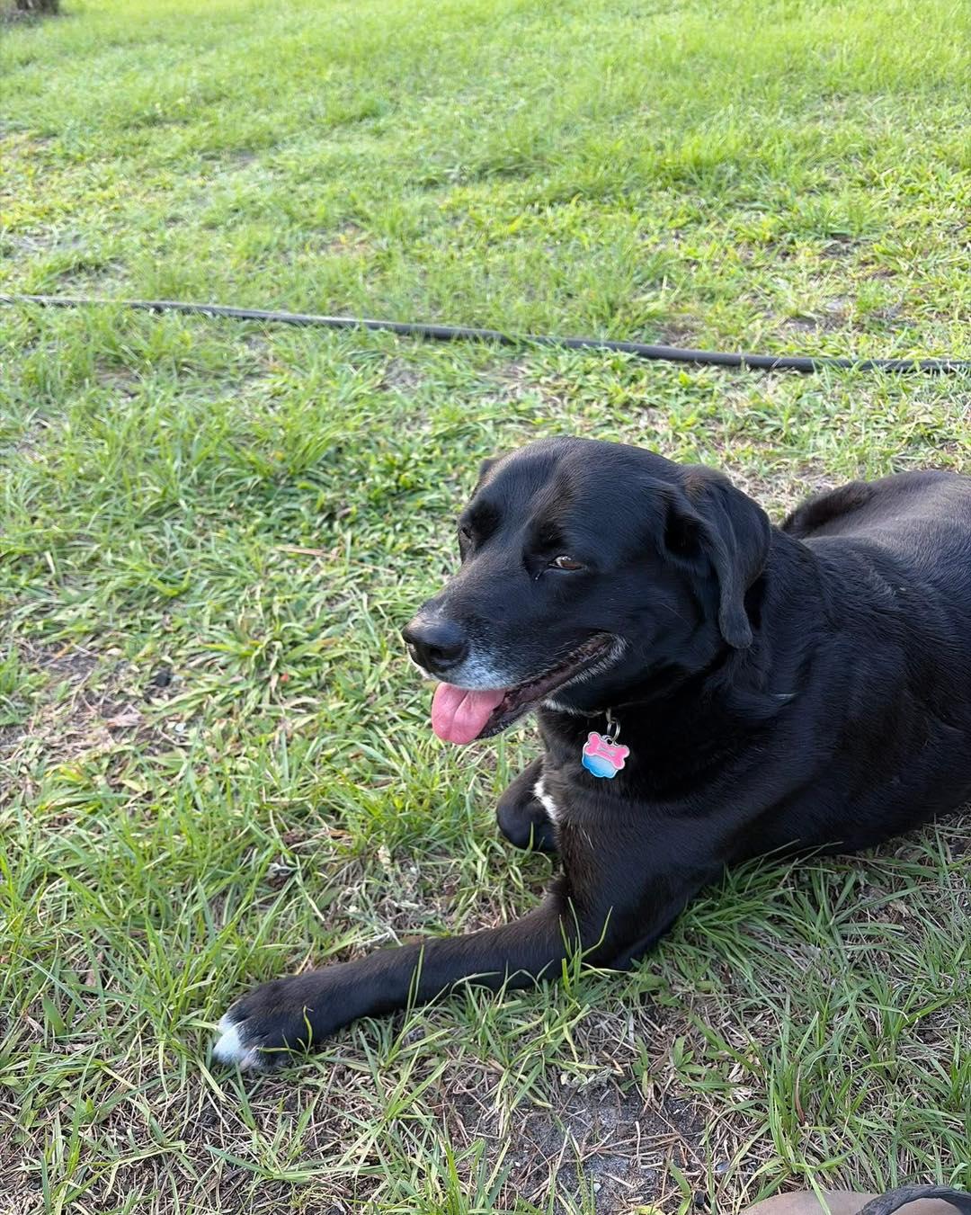 Freja, ADOPTABLE, Adult Female Black Labrador Retriever.