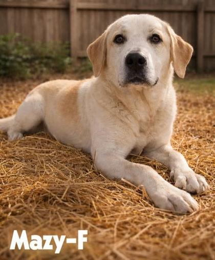 Mazy, Adoptable, Adult Female Labrador Retriever & Mixed Breed.
