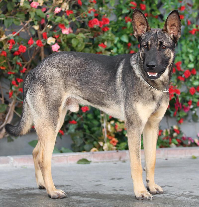 Enlarge Dexter von Dechow, a Adoptable mixed breed in Los Angeles, CA image 6/6