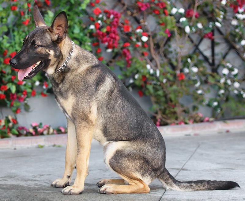 Enlarge Dexter von Dechow, a Adoptable mixed breed in Los Angeles, CA image 4/6