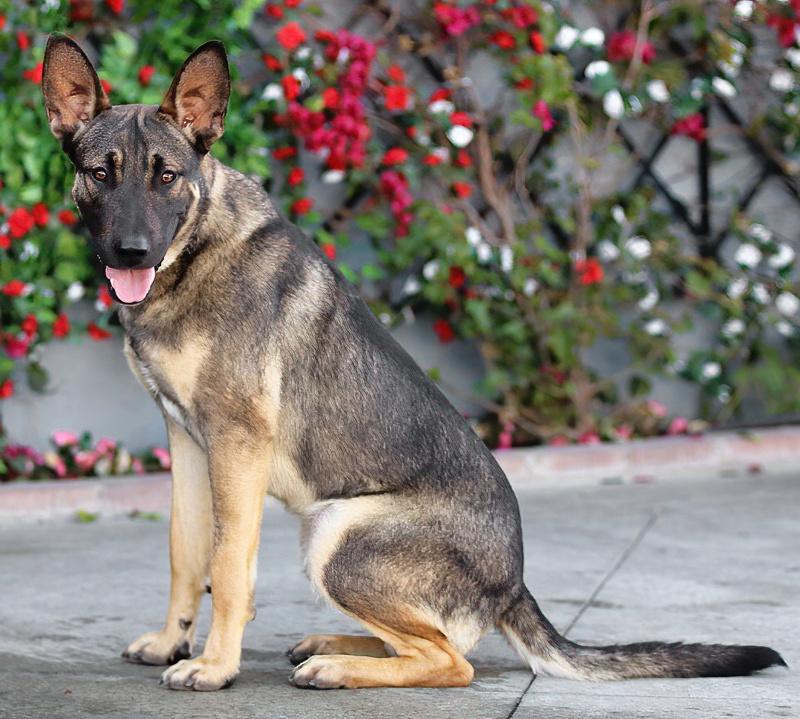 Enlarge Dexter von Dechow, a Adoptable mixed breed in Los Angeles, CA image 5/6