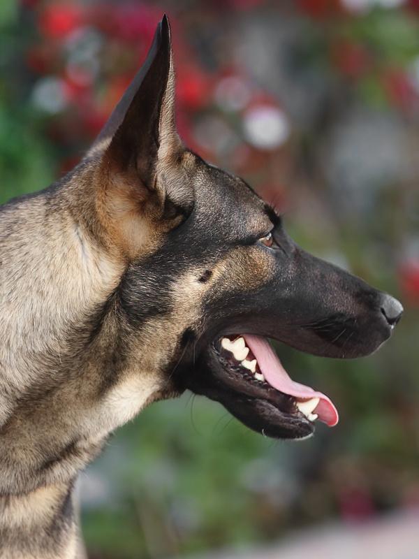 Enlarge Dexter von Dechow, a Adoptable mixed breed in Los Angeles, CA image 3/6