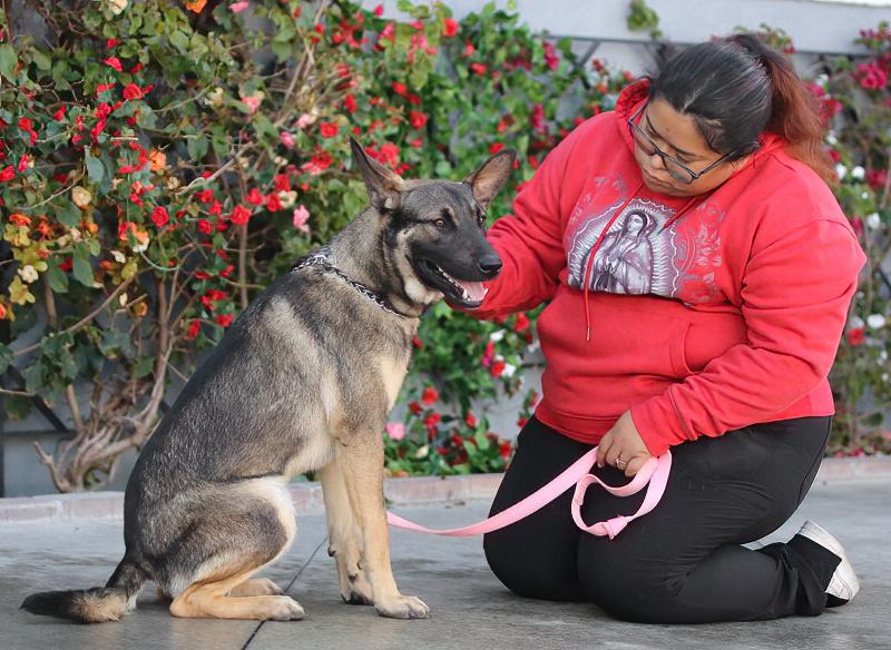 Enlarge Dexter von Dechow, a Adoptable mixed breed in Los Angeles, CA image 2/6