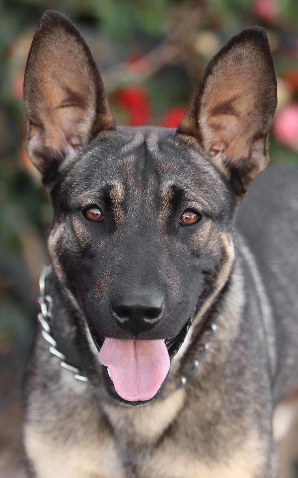 Dexter von Dechow, Adoptable, Young Male German Shepherd Dog.