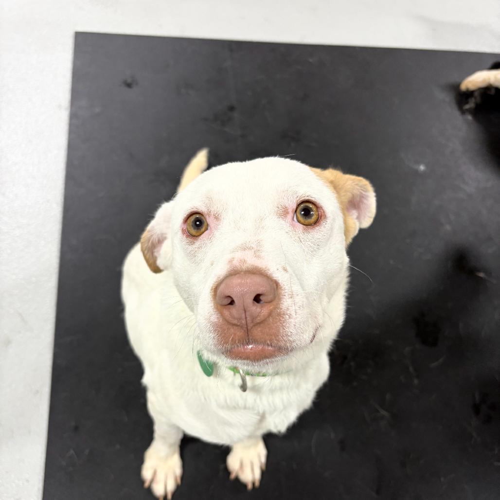 Timothy, Adoptable, Young Male Mixed Breed.