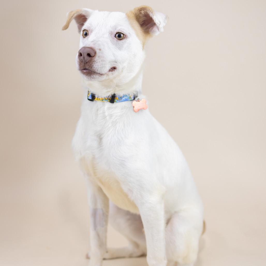 Enlarge Timothy, a Adoptable Mixed Breed in Portland, OR image 2/2