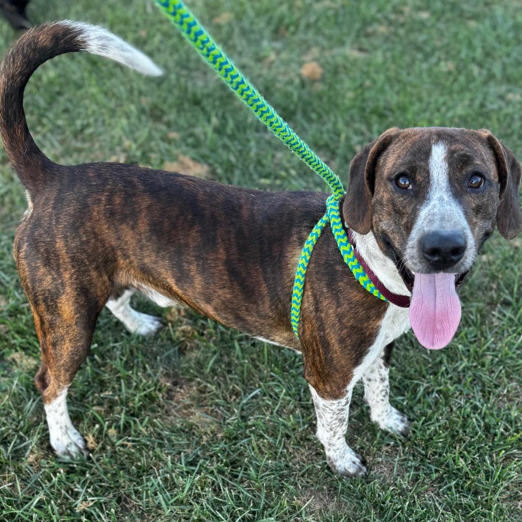 Mater, Adoptable, Adult Male Hound.