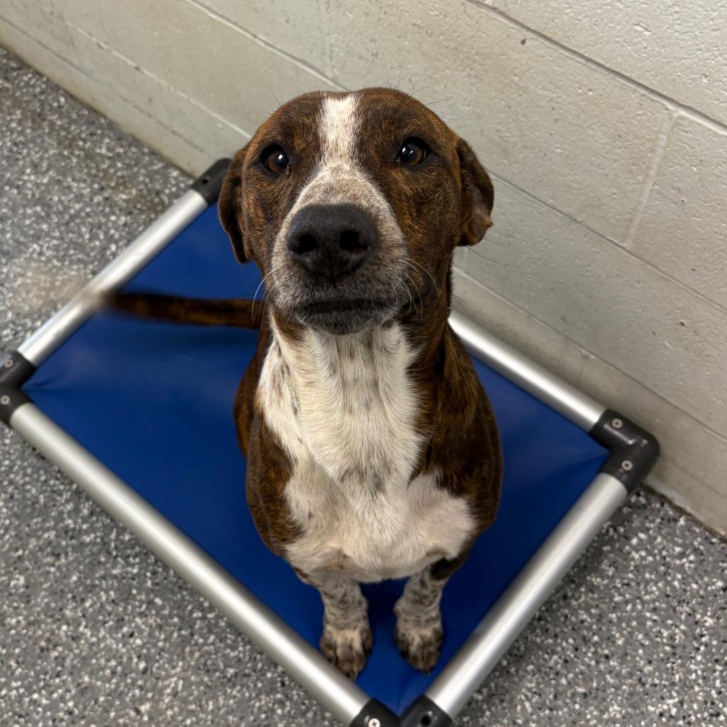 Enlarge Mater, a Adoptable mixed breed in Dayton, OH image 3/6