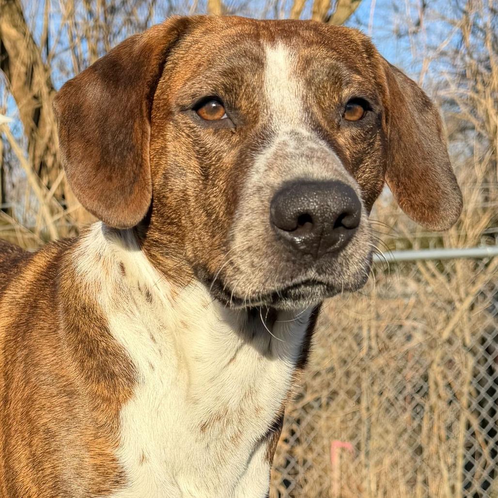 Enlarge Mater, a Adoptable mixed breed in Dayton, OH image 5/6