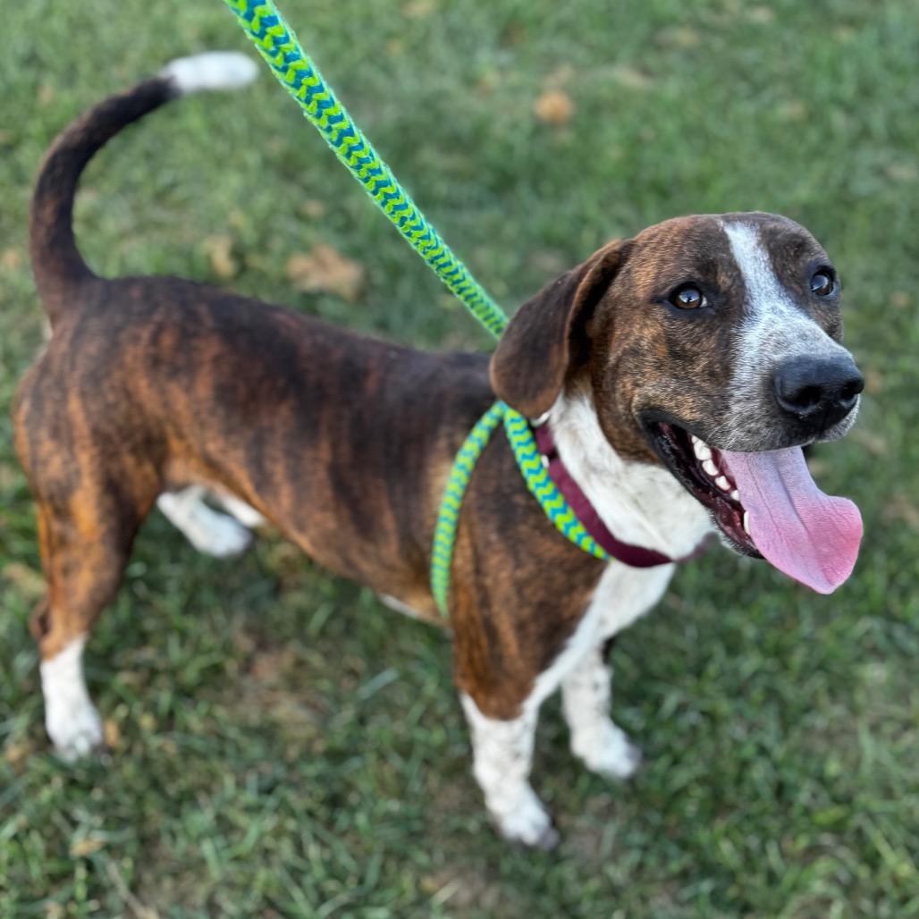 Enlarge Mater, a Adoptable mixed breed in Dayton, OH image 6/6