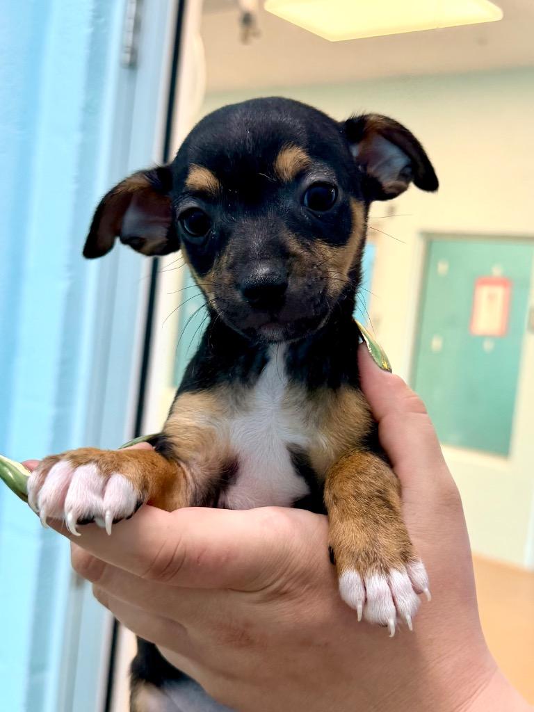 Enlarge Viridian, a Adoptable mixed breed in Cape Coral, FL image 1/1