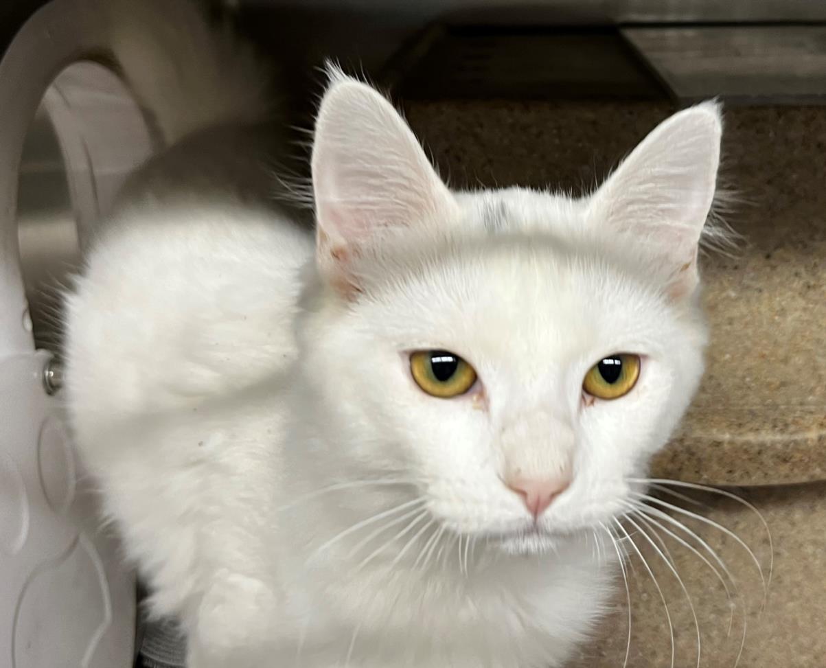Enlarge HAMISH, a Adoptable Domestic Medium Hair in Anchorage, AK image 1/1