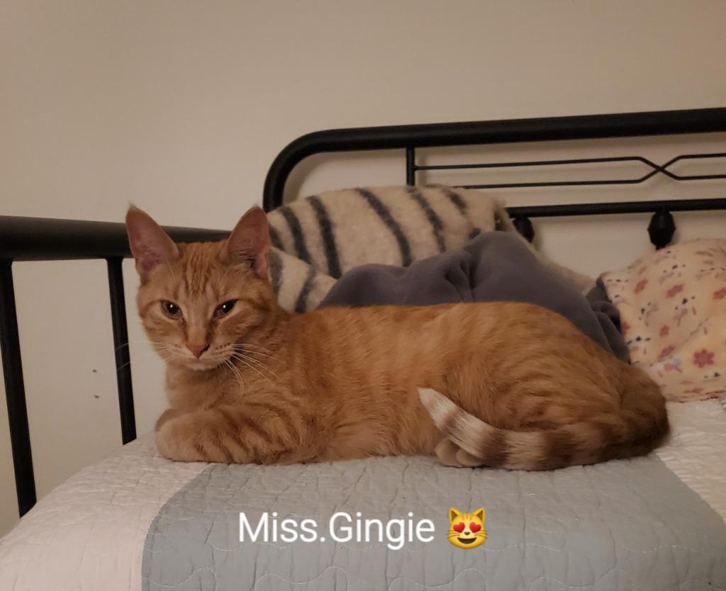 Gingerbread, Adoptable, Adult Female Domestic Short Hair.