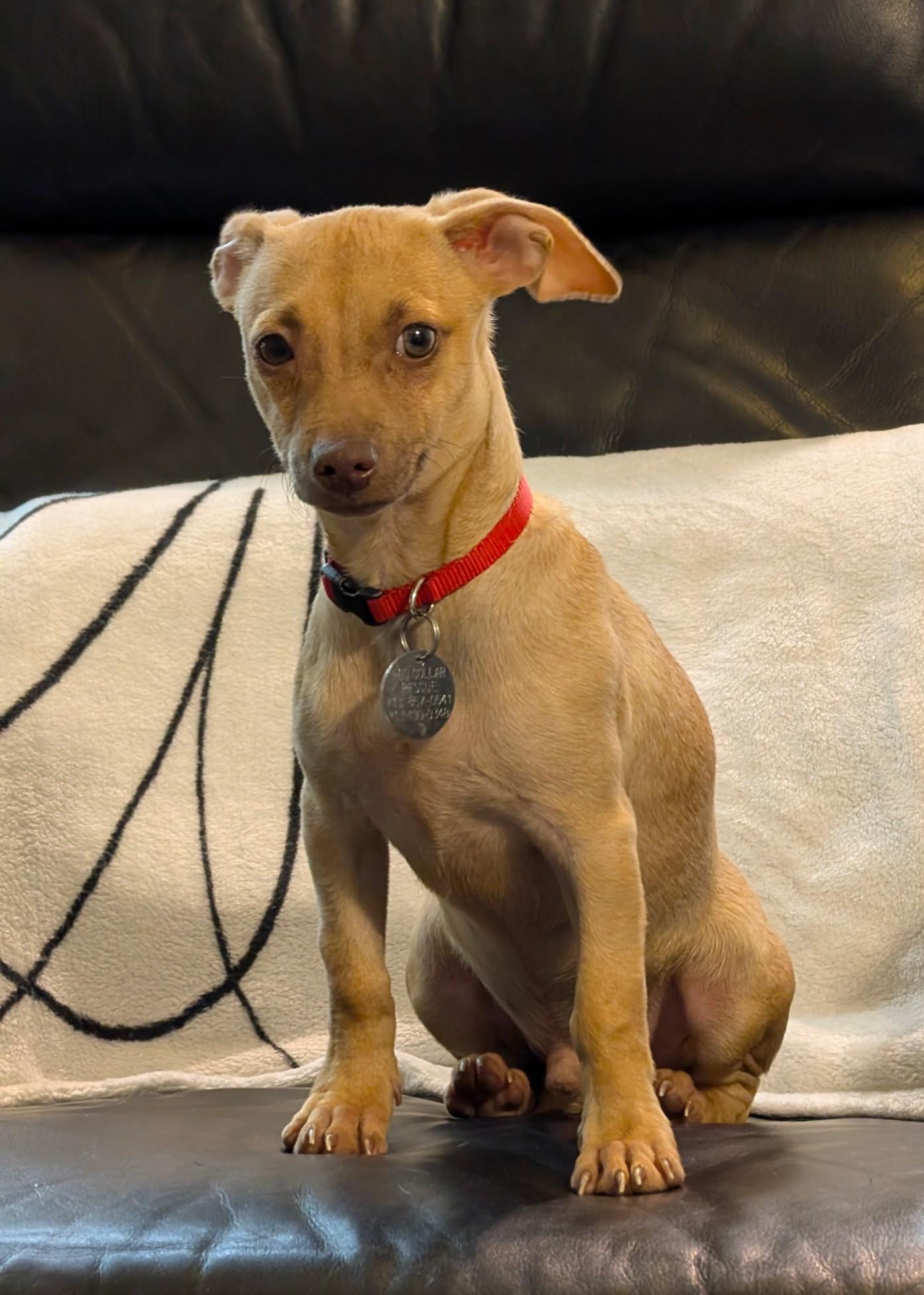 Enlarge Groundhog aka Pip, a Adoptable mixed breed in Houston, TX image 2/6