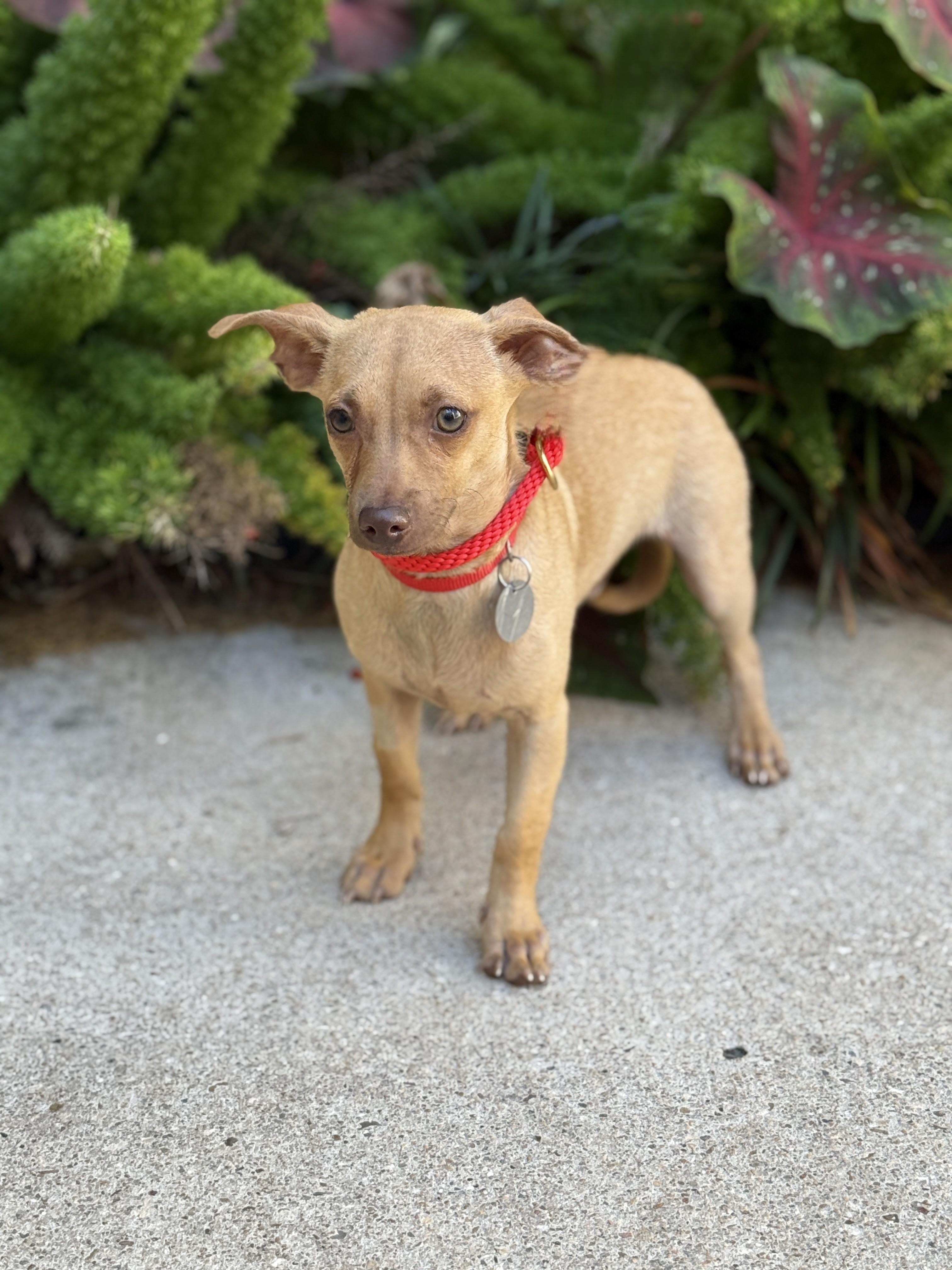 Enlarge Groundhog aka Pip, a Adoptable mixed breed in Houston, TX image 3/6
