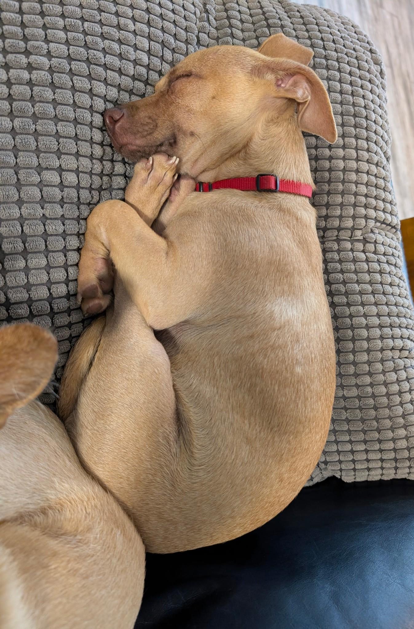 Groundhog Aka Pip thumbnail 4