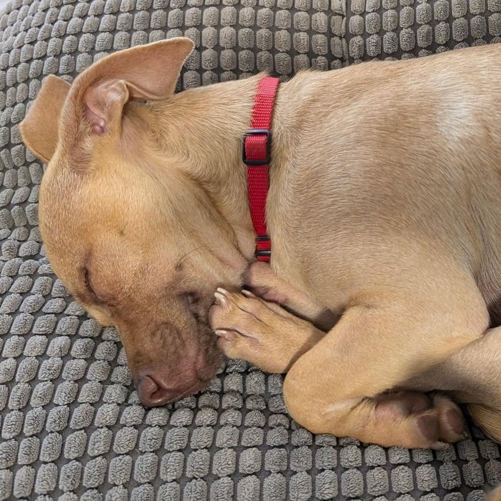 Enlarge Groundhog aka Pip, a Adoptable mixed breed in Houston, TX image 4/6