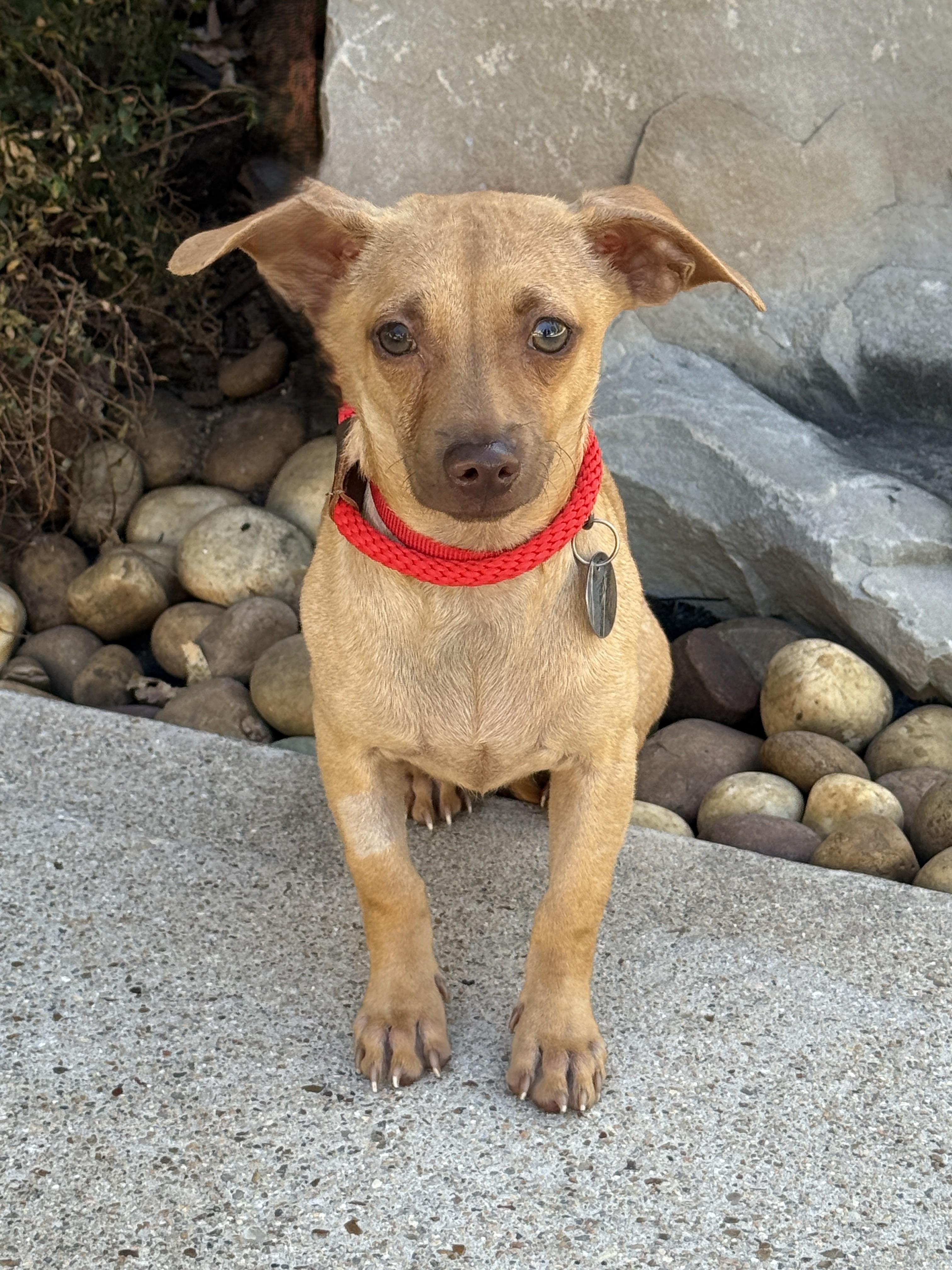 Enlarge Groundhog aka Pip, a Adoptable mixed breed in Houston, TX image 5/6