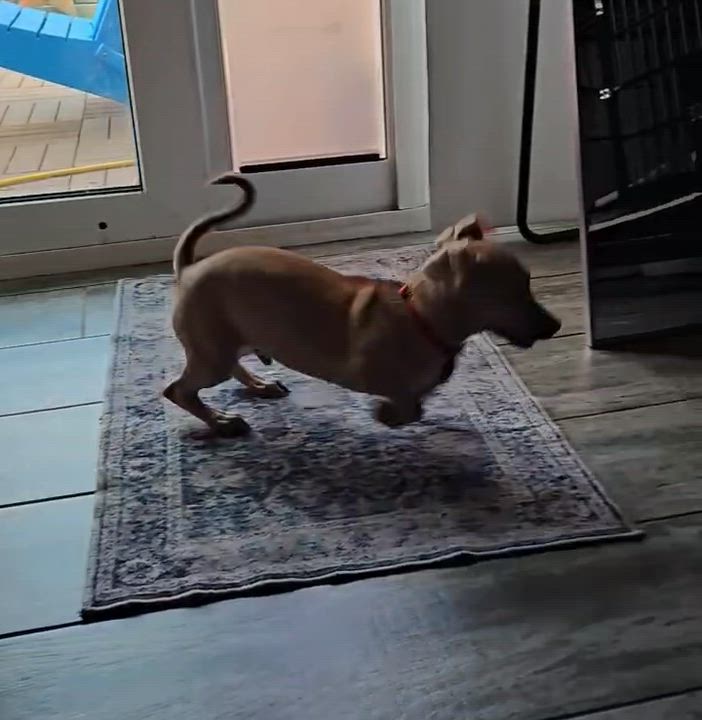 Enlarge Groundhog aka Pip, a Adoptable mixed breed in Houston, TX video 6/6