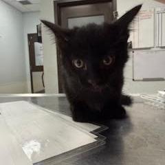 Fernando, Adoptable, Kitten Male Domestic Short Hair.