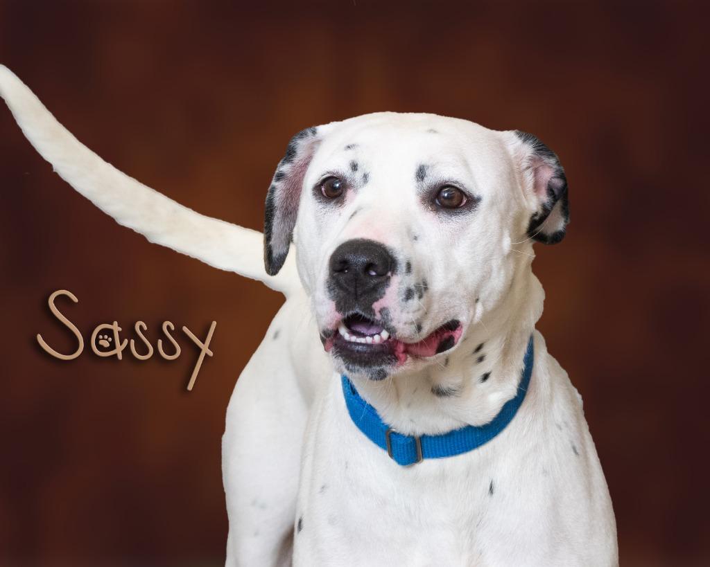 Enlarge Sassy , a ADOPTABLE mixed breed in Somerset, PA image 1/1