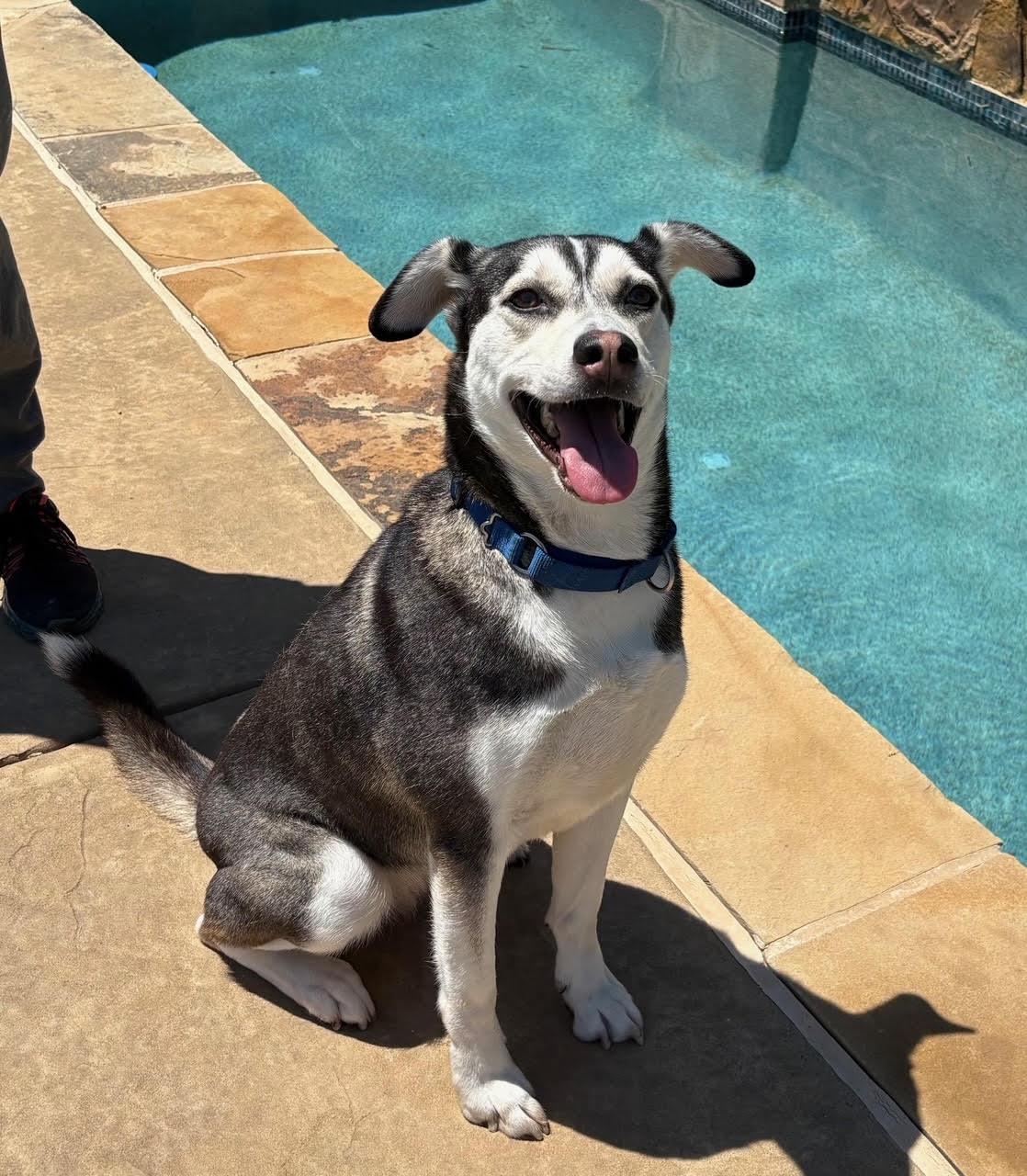 Enlarge BEBE.COURTESY POST, a Adoptable mixed breed in Fort Worth , TX image 1/3