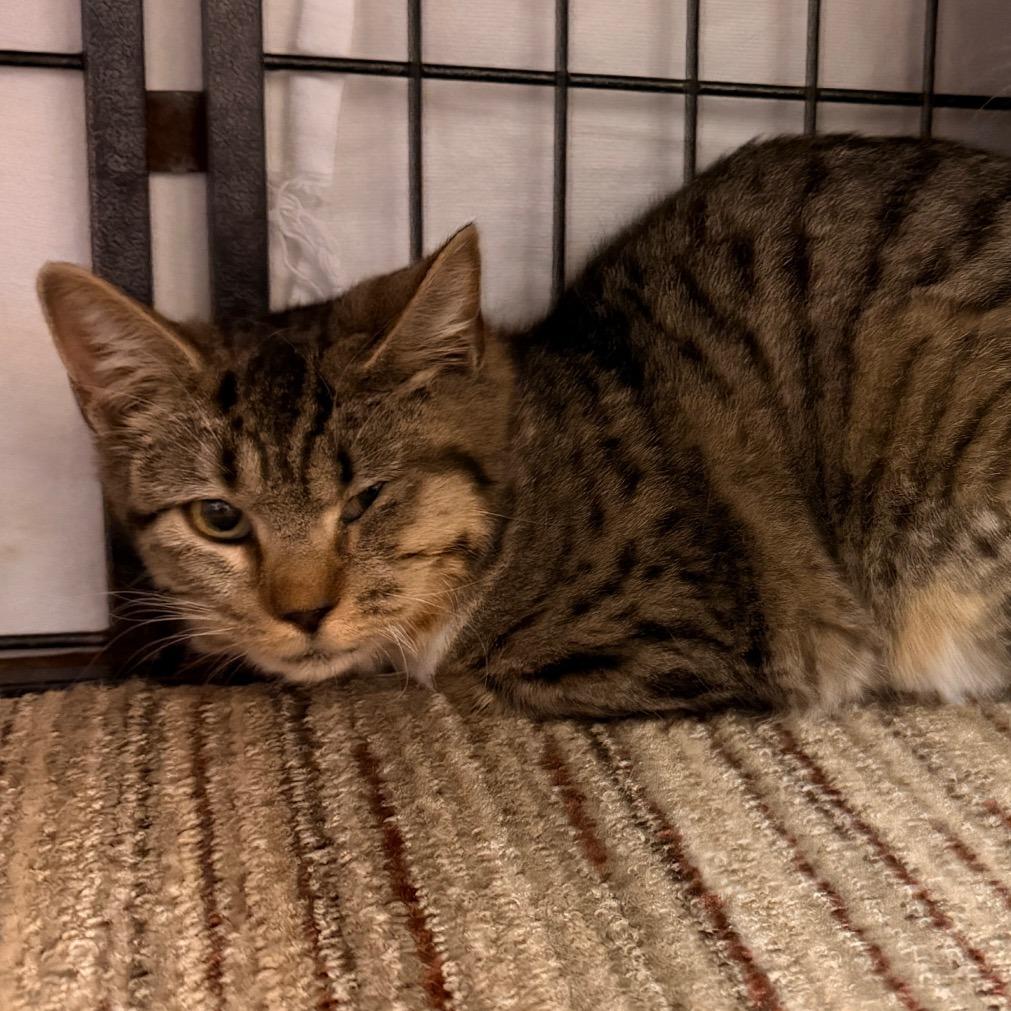 Enlarge Sue, a Adoptable Domestic Short Hair in Sand Springs, OK image 1/2