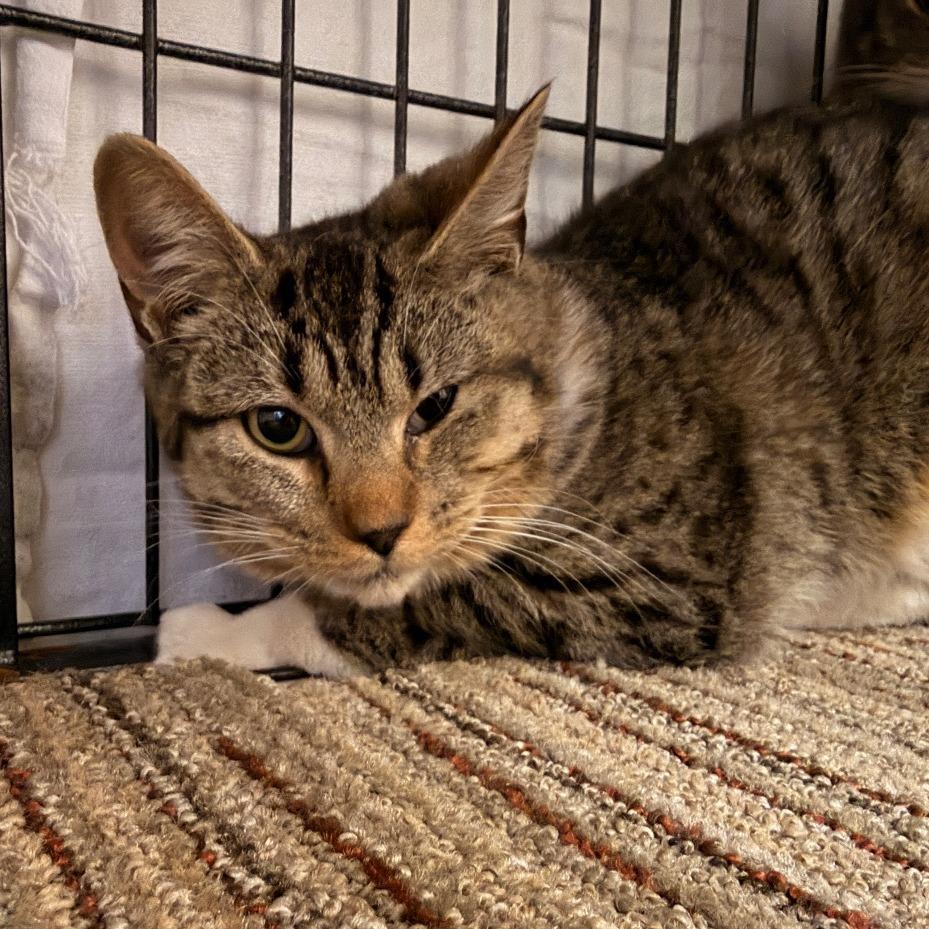 Enlarge Sue, a Adoptable Domestic Short Hair in Sand Springs, OK image 2/2