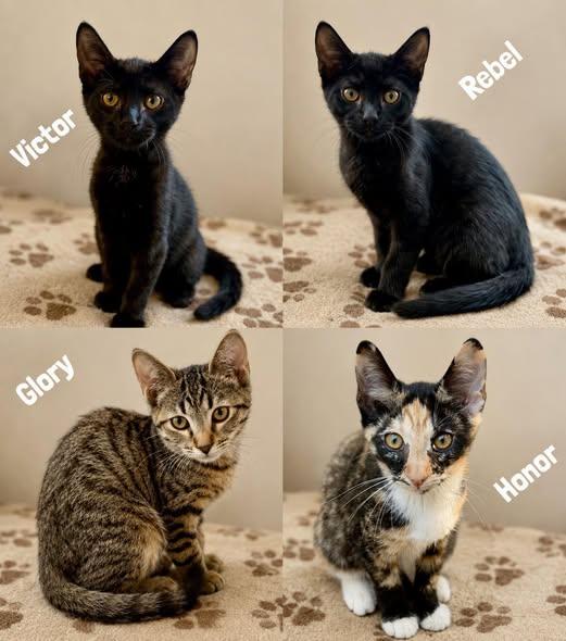 Kittens, ADOPTABLE, Kitten Female Domestic Short Hair.