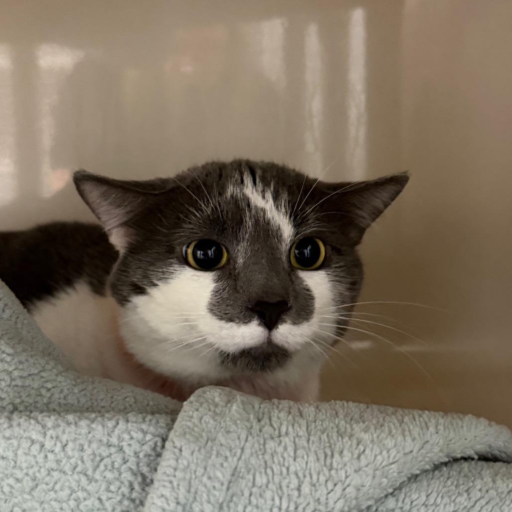 Cassius, Adoptable, Adult Male Domestic Short Hair.