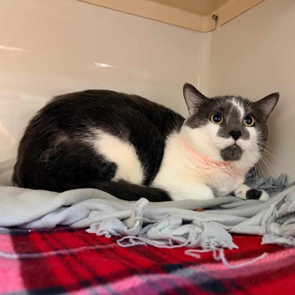 Enlarge Cassius, a Adoptable Domestic Short Hair in Watertown, NY image 2/2