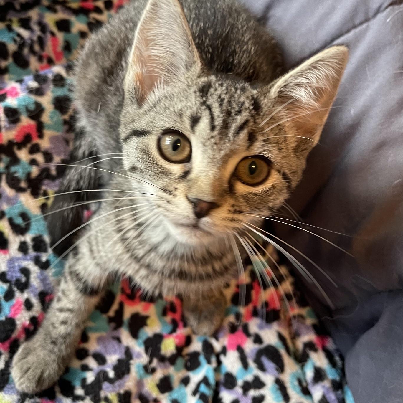 Camry, a Adoptable mixed breed in Racine, WI image 1/6