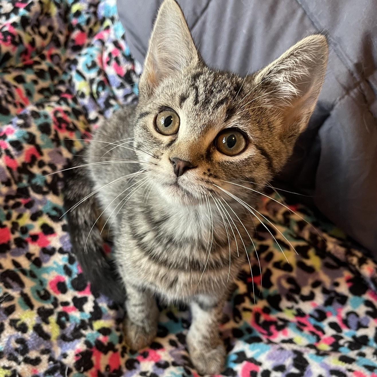Camry, a Adoptable mixed breed in Racine, WI image 4/6