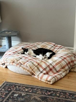 Poppy, Adoptable, Kitten Female Domestic Short Hair & Domestic Short Hair.