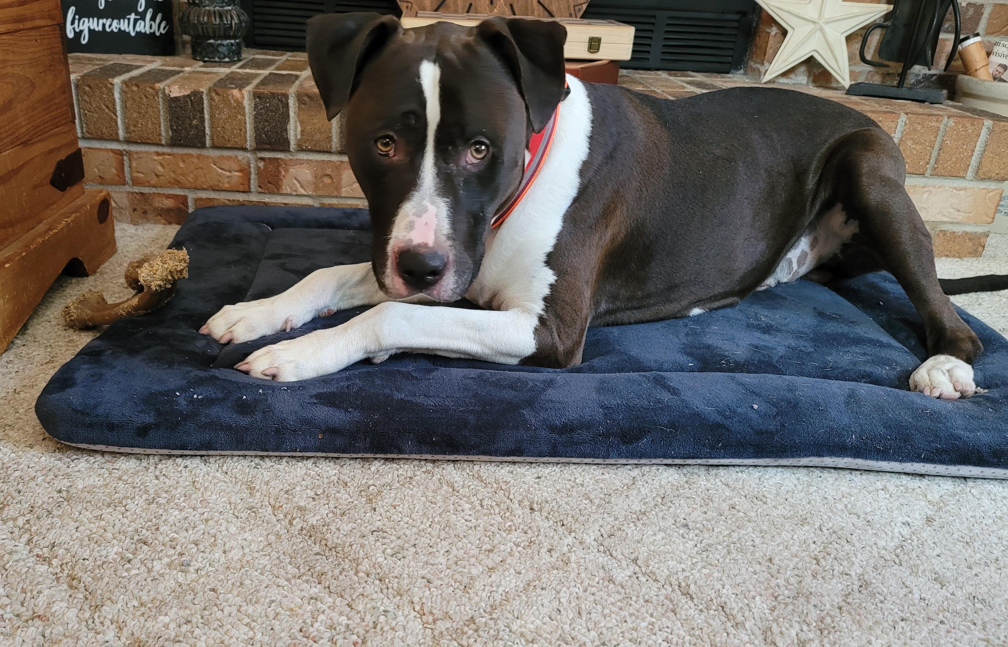 Sheek, Adult Male Pit Bull Terrier