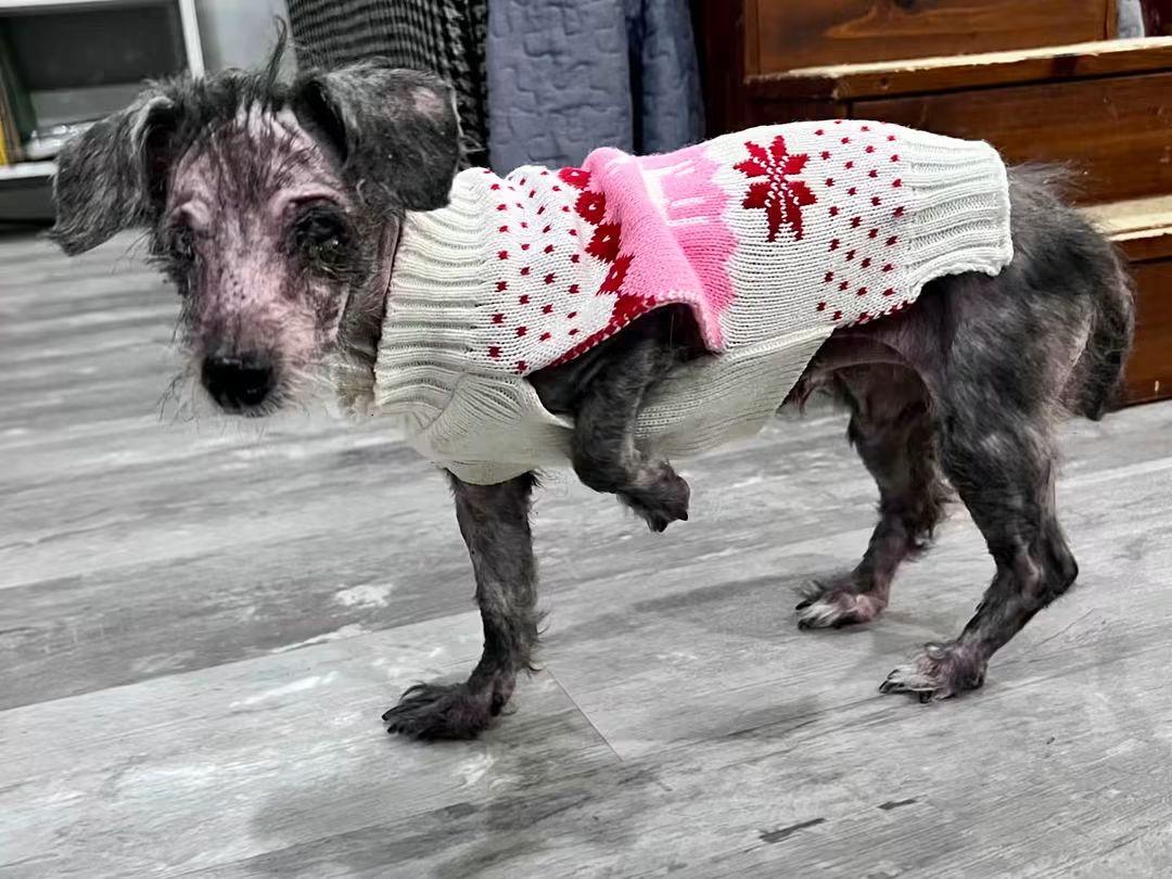 Rheana, ADOPTABLE, Adult Female Dachshund.