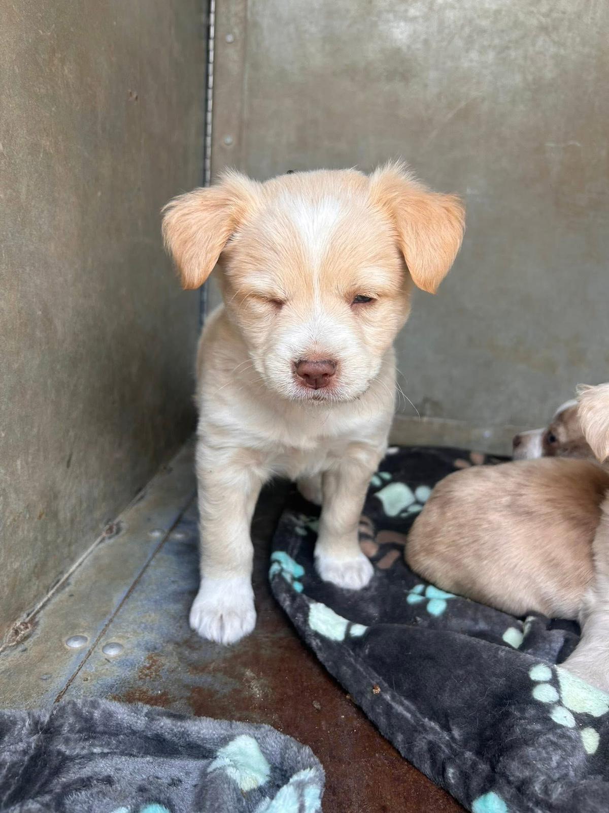 Enlarge Theodore(Teddy), a Adoptable mixed breed in Discovery Bay, CA image 2/3