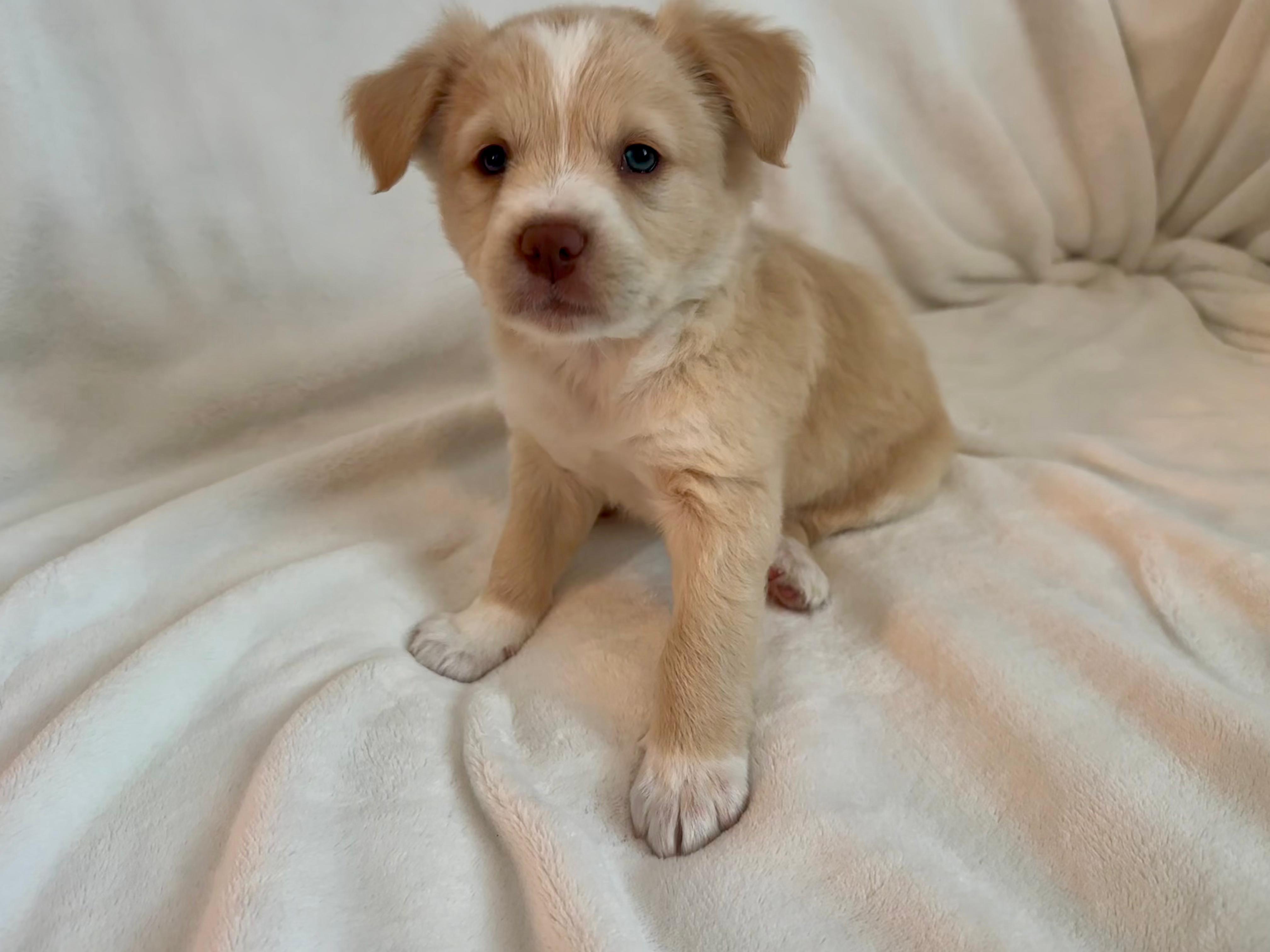 Enlarge Theodore(Teddy), a Adoptable mixed breed in Discovery Bay, CA image 3/3