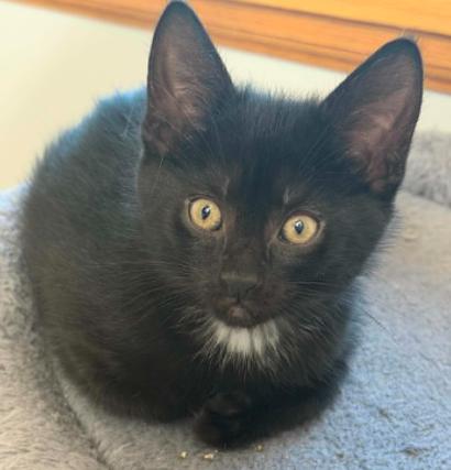 Emerald, Adoptable, Kitten Male Domestic Short Hair.