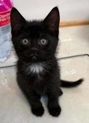Enlarge Emerald, a Adoptable Domestic Short Hair in Battle Creek, MI image 2/2