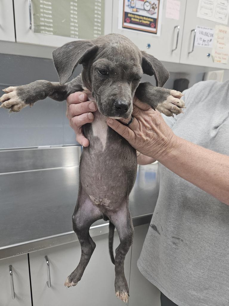 Levi, Adoptable, Puppy Male Pit Bull Terrier & Hound.