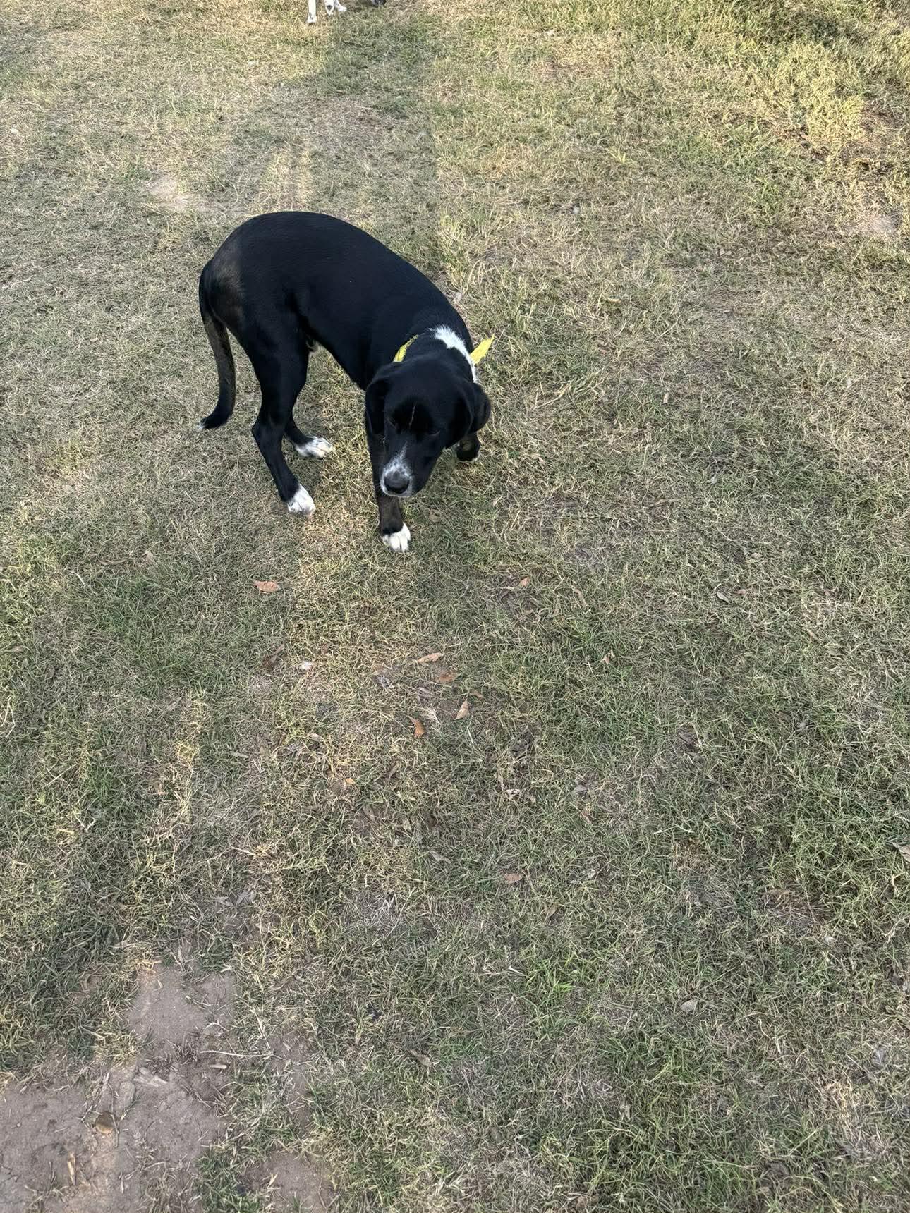 Harley — thumbnail 2